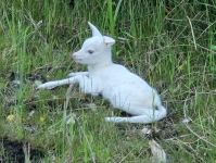 2025.06.30_-_Weisses_Rehkitz_in_Miesenbach