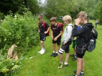2024.06.14_-_0012_-_Wald_Jagderlebnistag_Ratten